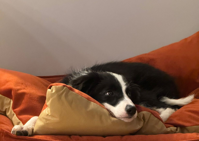 5 aylık b scrli dişi border collie